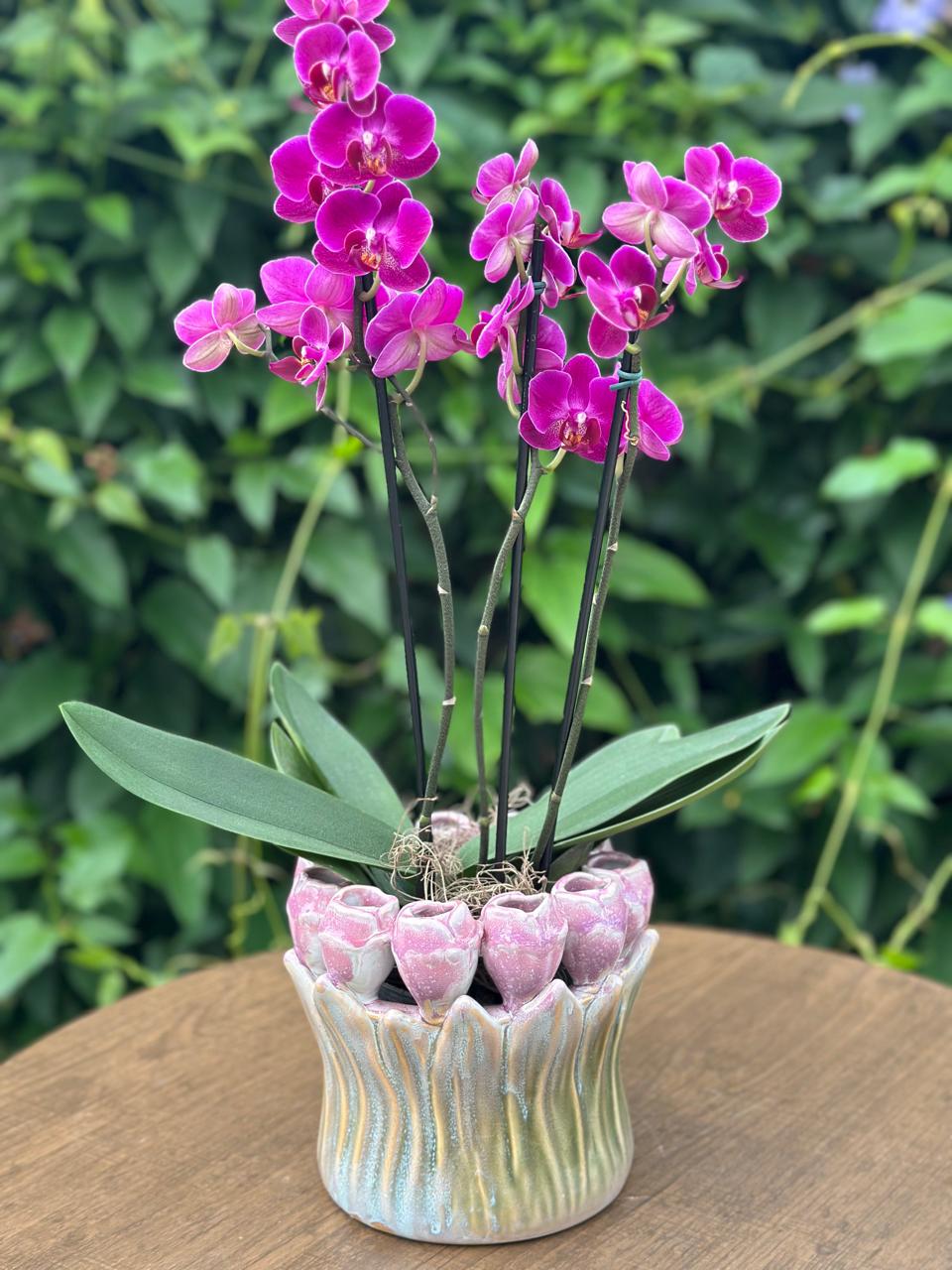 Orquídea Vaso de Tulipas — Poeme Flores, floricultura em Jundiaí