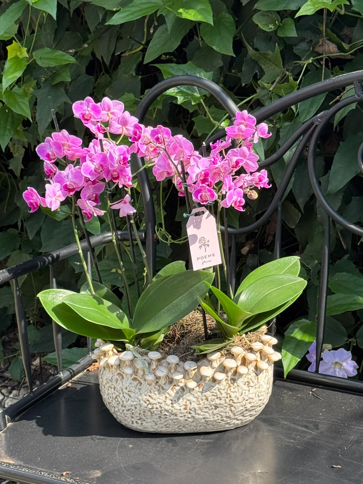 Cachepot Estilo Barco Cogumelos — Poeme Flores, floricultura em Jundiaí