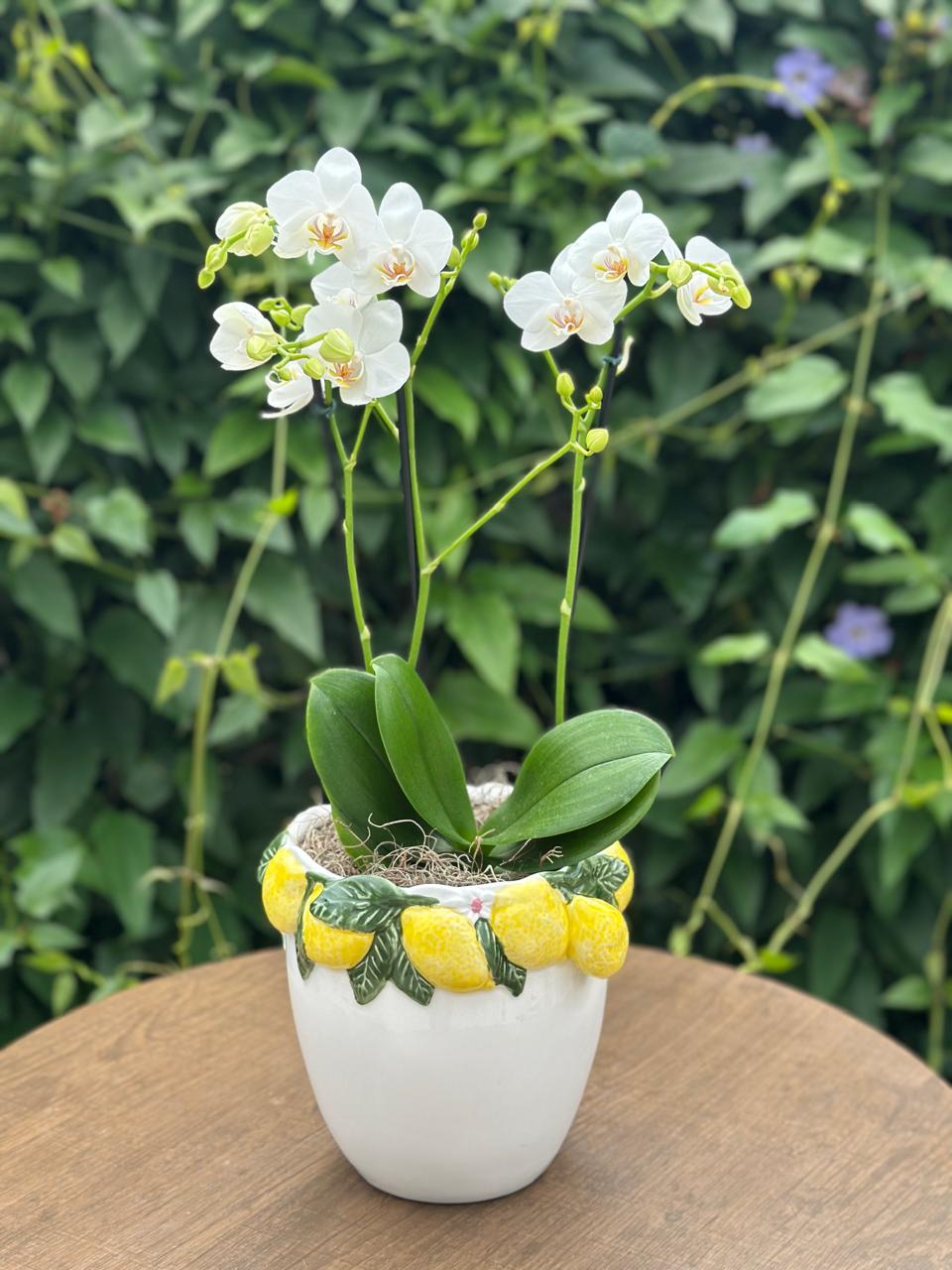 Orquídea Vaso Limão Siciliano — Poeme Flores, floricultura em Jundiaí
