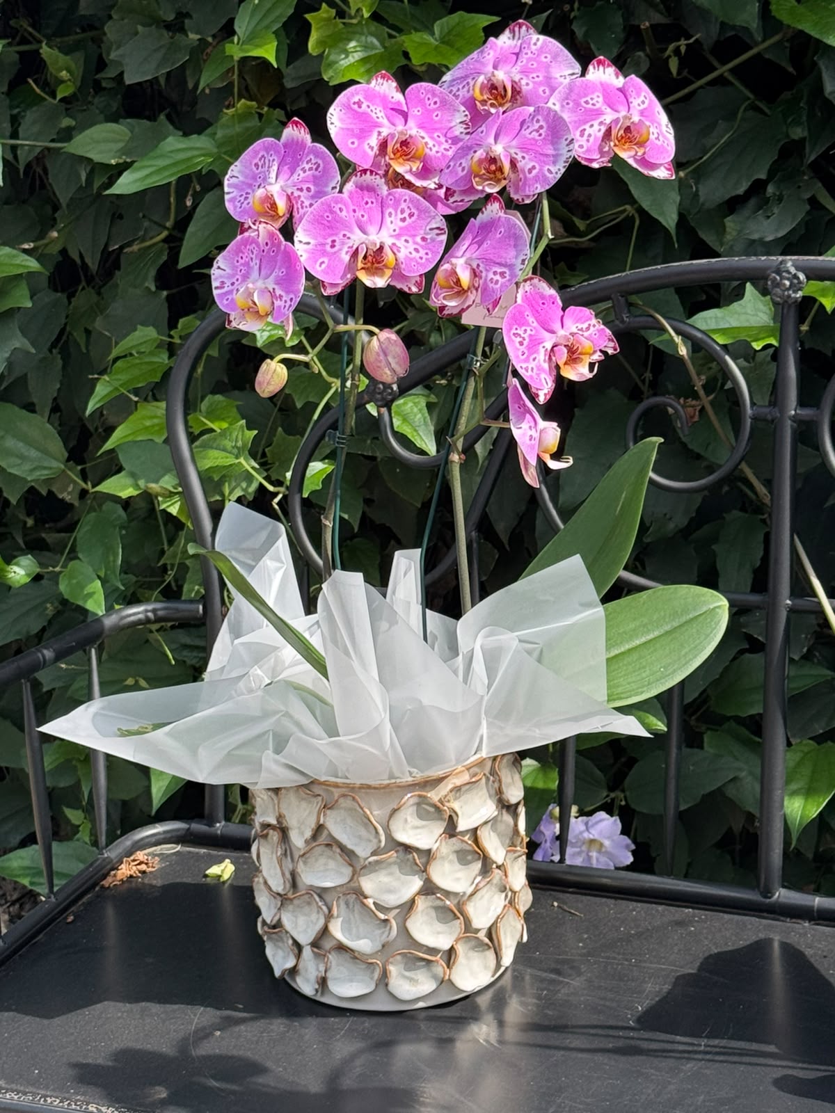 Cachepot Ostras com Orquidea Cascata — Poeme Flores, floricultura em Jundiaí
