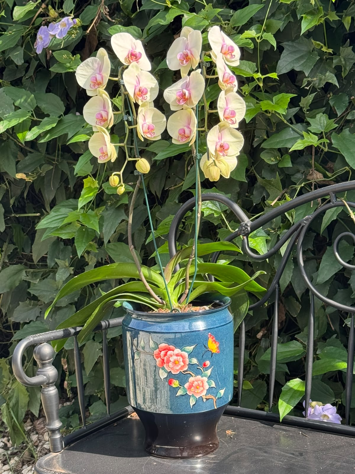 Cachepot Porcelana Chinesa Azul com Cascata 02 hastes — Poeme Flores, floricultura em Jundiaí