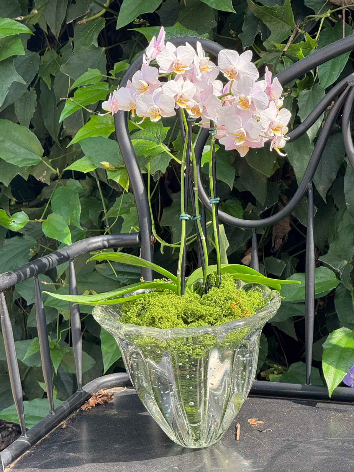 Cachepot Murano transparente com Orquidea 03 hastes — Poeme Flores, floricultura em Jundiaí