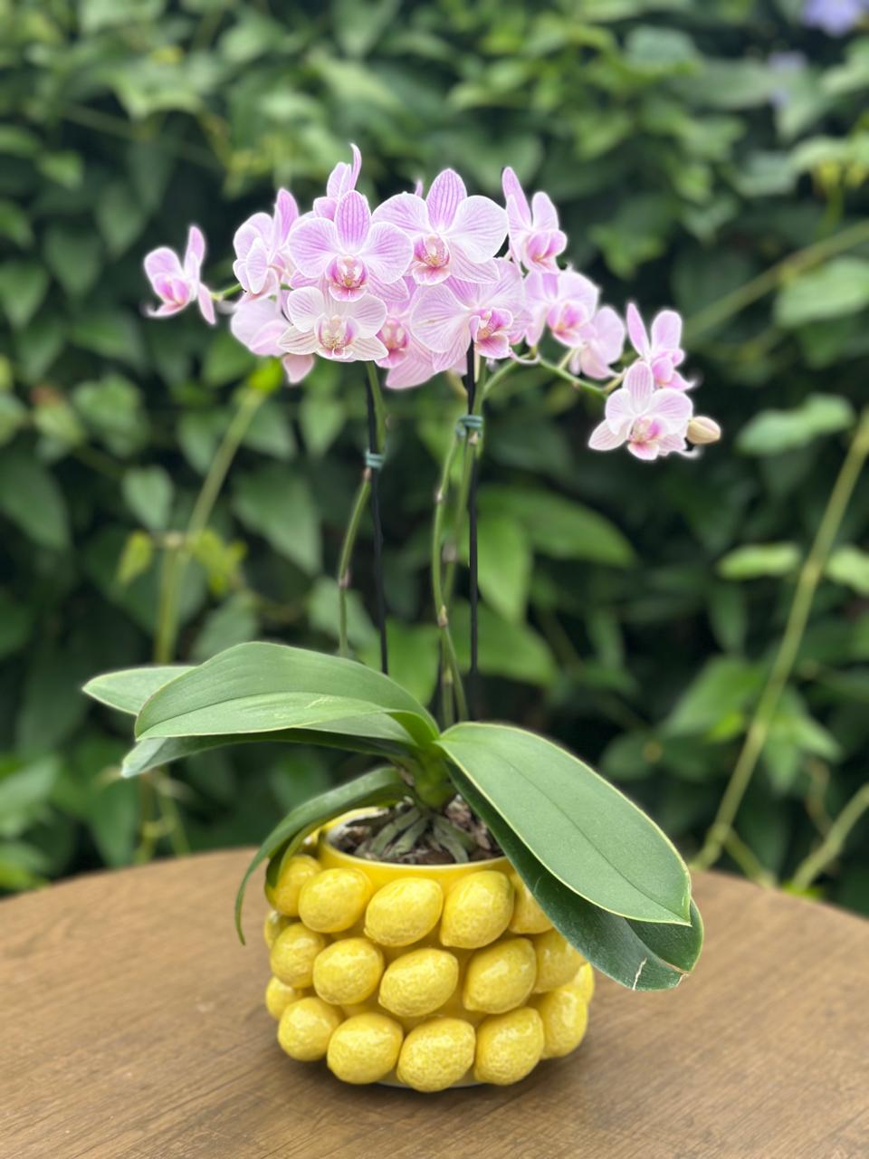 Orquídeas Sicília — Poeme Flores, floricultura em Jundiaí