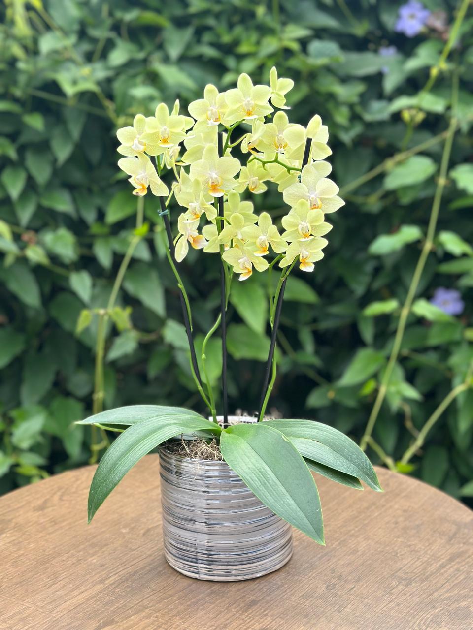 Orquídea Vaso em Cerâmica — Poeme Flores, floricultura em Jundiaí